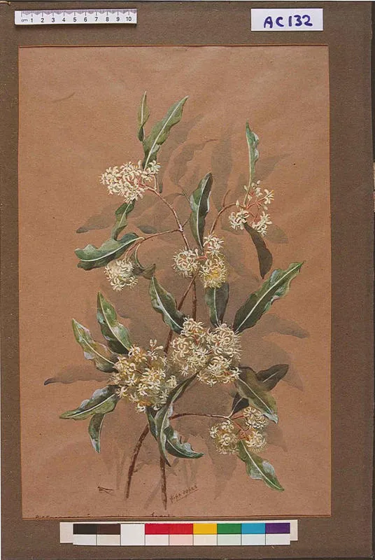 Pittosporum eugenioides - Taratara