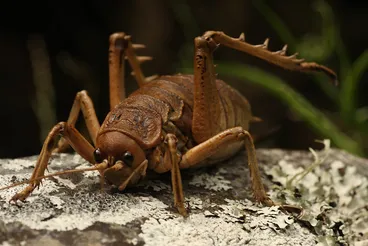 Cook Strait giant weta Image: Cook Strait giant weta