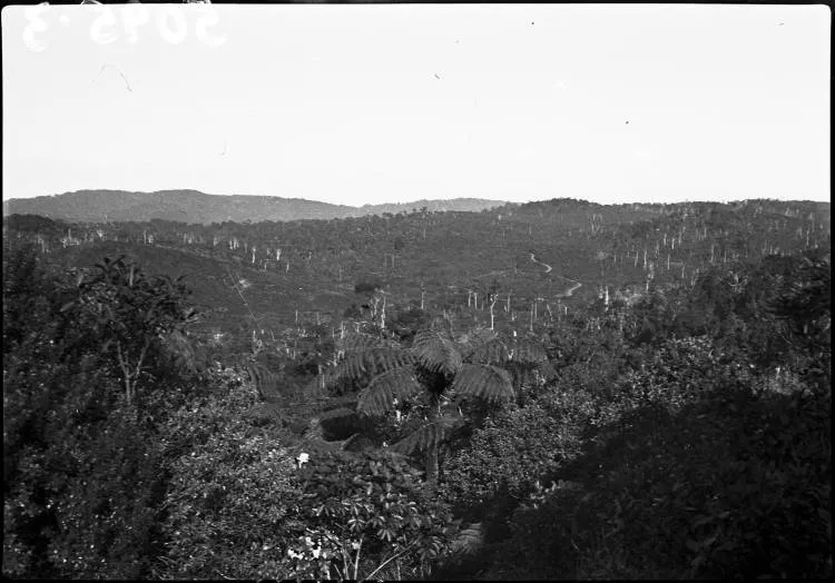 Panorama from Ruaotewhenua, Waitakere Ranges.