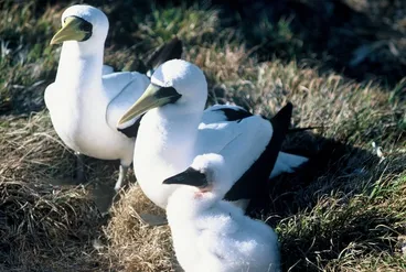 Image: Masked booby family group