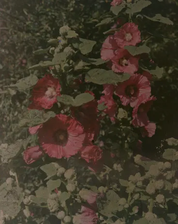 Image: Hollyhocks