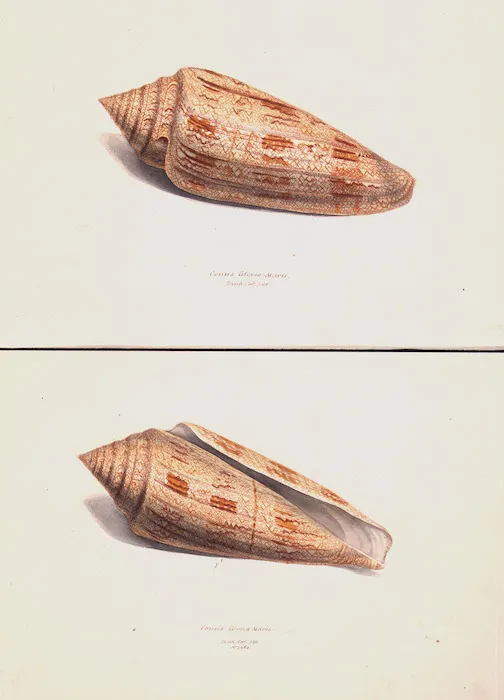 Swainson, William, 1789-1855 :Conus gloria maris. Tank. cat. p. 91. No. 2463. [Dorsal view. ca 1820]