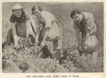 Image: New Zealand's Land Army girls at work