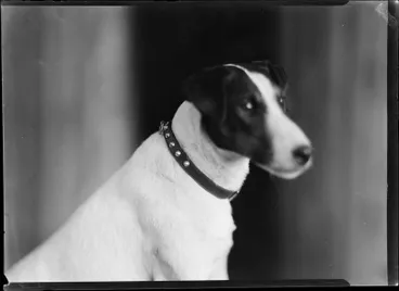 Image: Mathews, Fox Terrier