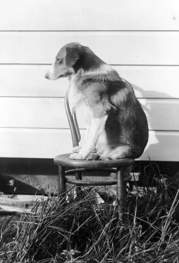 Image: Nga Kuri Smoke