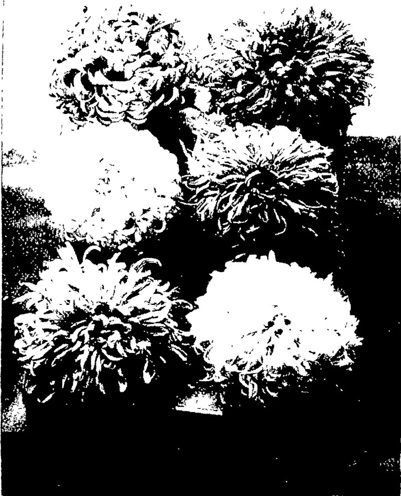 SIX DISTINCT VARIETIES JAPANESE Mr A. H. Poole, first prize. (Otago Witness, 18 May 1904)