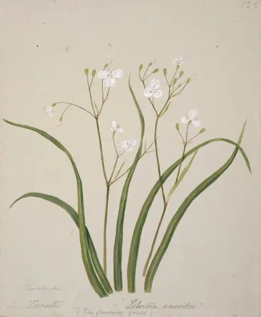 Image: Tukautei/ Libertia ixioides