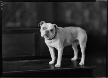 Image: Unknown, Dog