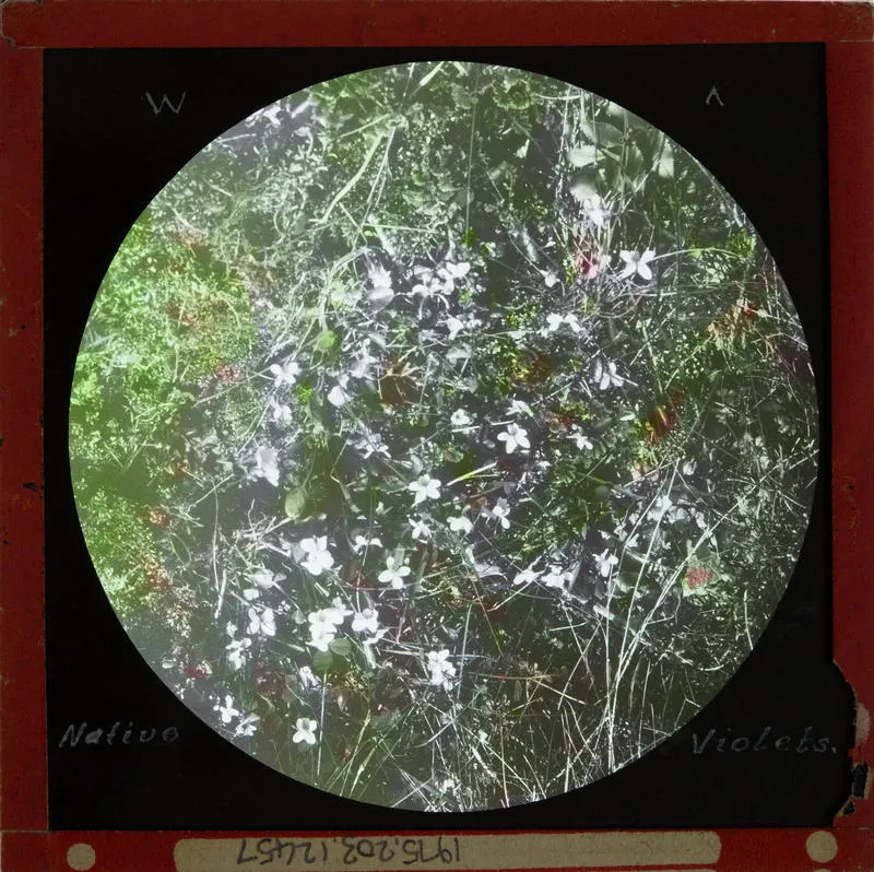 Lantern Slide: Native violets