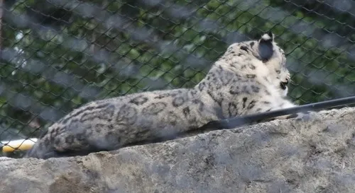 Snow Leopard
