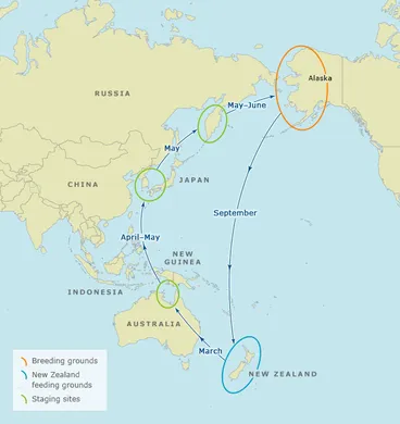 Image: Bar-tailed godwits’ migration route