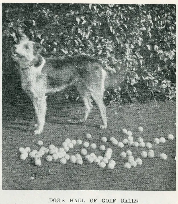 Dog's haul of golf balls