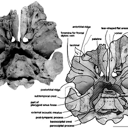 Ventral views of the type skull, OM GL 421, <i>Otekaikea marplesi</i>.