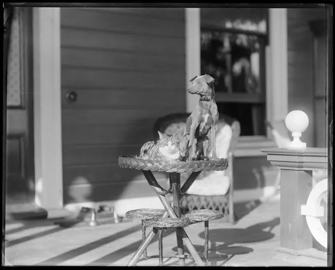 Glasgow's cat and dog