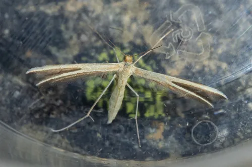 Pterophorus innotatalis
