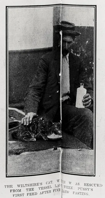 Image: The Wiltshire's cat, which was rescued from the vessel last week: pussy's first feed after five days' fasting