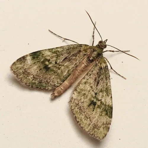 Tatosoma topea