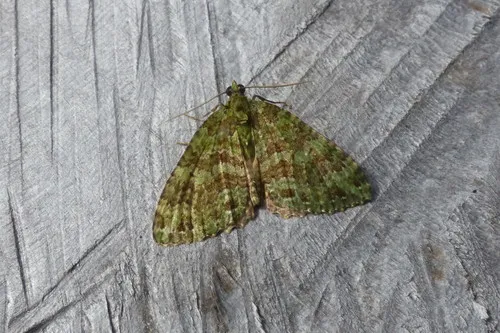 Austrocidaria similata