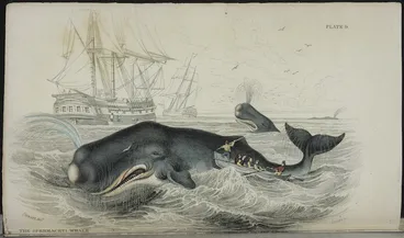 Image: Stewart, J, fl 1837 :The Spermaceti whale. Stewart delt. Lizars, sc. Edinburgh, Lizars, 1837