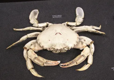 Image: Swimming Crab