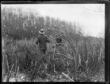 Image: Duck shooting, featuring unidentified hunters searching in reeds on bank, location unknown