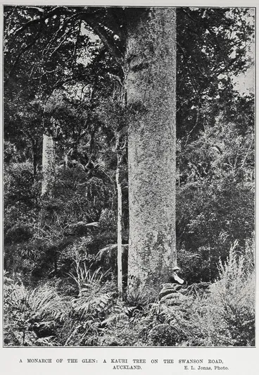 Image: A MONARCH OF THE GLEN: A KAURI TREE ON THE SWANSON ROAD, AUCKLAND