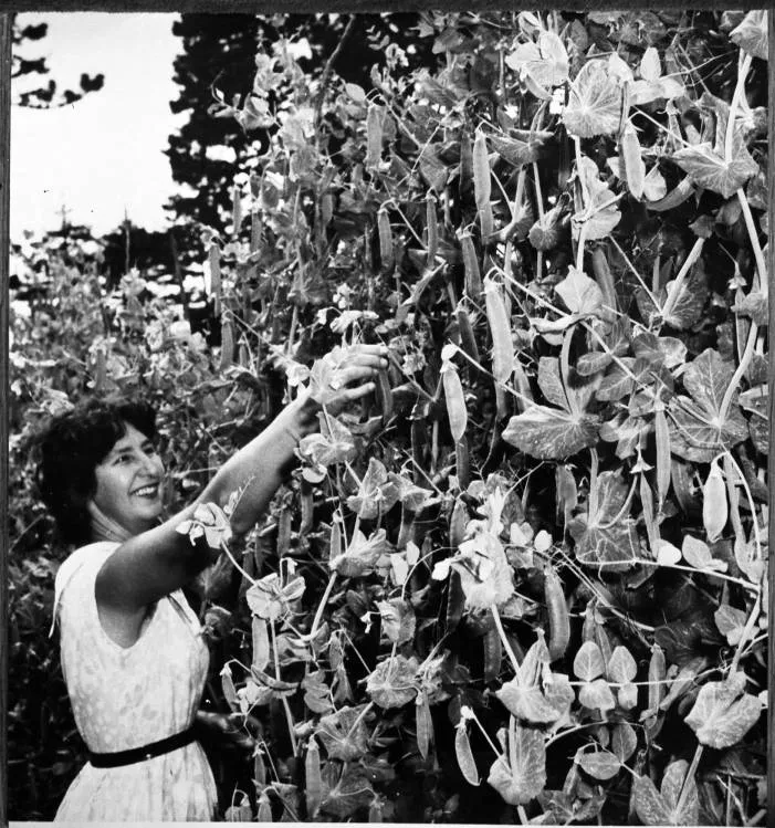 Peas growing in Mrs. Corfield's garden, Swanson.