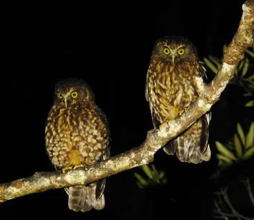 Image: Morepork