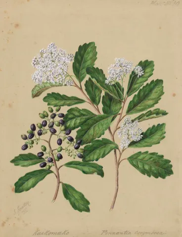 Image: Kaikomako; Pennantia corymbosa