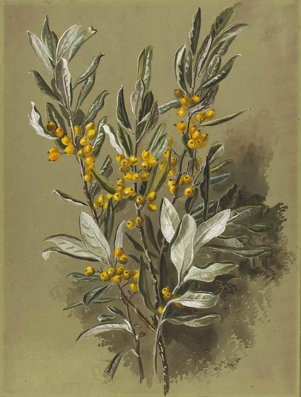 Painting: Corokia macrocarpa (hokataka/Chatham Island Korokio)