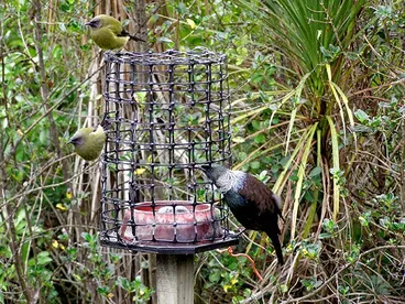 Image: Bird feeder