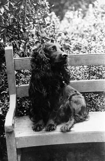Image: A dog sitting on a garden seat