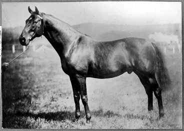 Image: The horse Musket, sire of Carbine