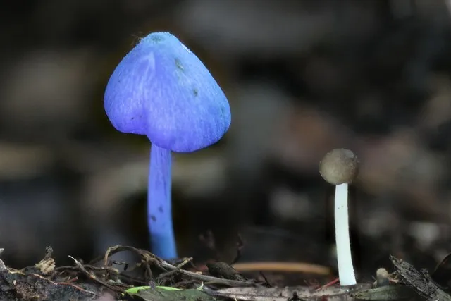 Brown, White, and Blue:  New Zealand mushrooms