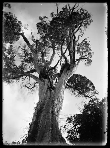 Image: Nature Studies : Supplejack, gannets etc - 1929