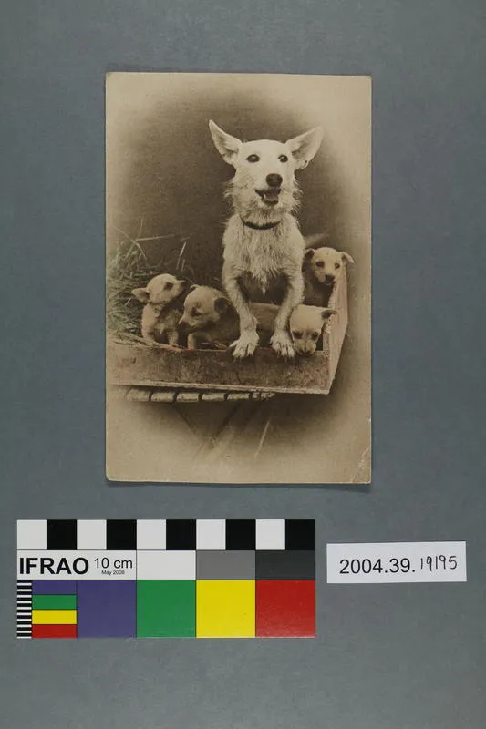 Postcard of Dog with four puppies