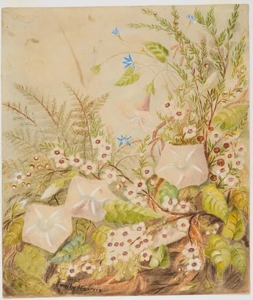Image: Untitled (Native Flowers)