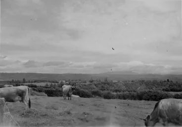 Image: View from Kaimai Ranges