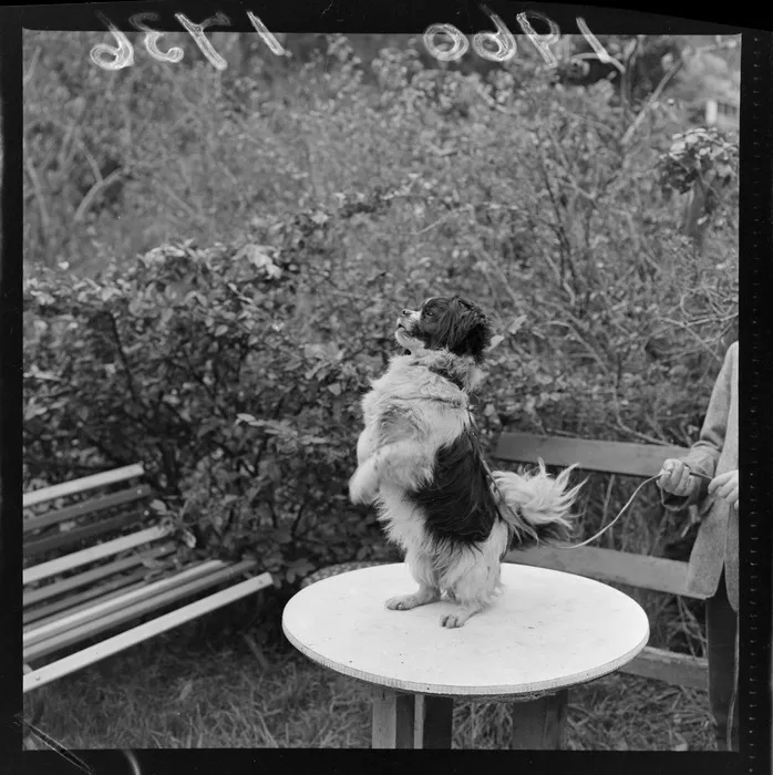 A dog at Blue Cross Kennels