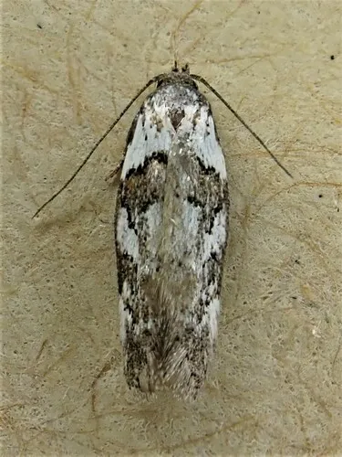 Trachypepla festiva