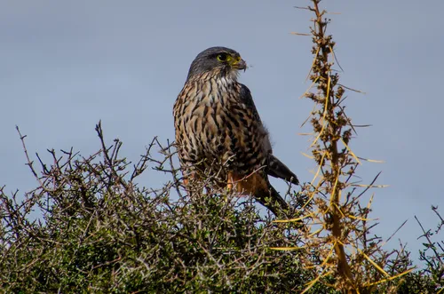 Kārearea (New Zealand Falcon)