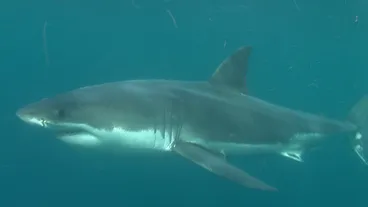 Image: White Shark