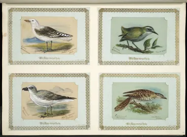 Image: Archibald Dudingston Willis (Firm) :Larus dominicanus / Southern black-backed gull. Xenicus gilviventris / Rock wren. Pracellaria lessoni / White-headed petrel. Eudynamis taitensis / Long-tailed cuckoo. [ca 1885]