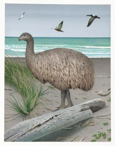 Image: Stout-legged moa. Euryapteryx curtus. From the series: Extinct Birds of New Zealand.