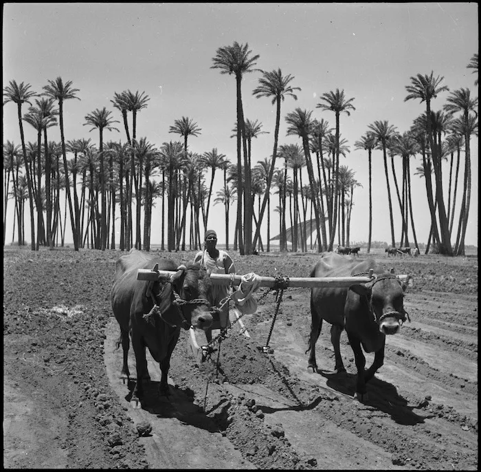 Fellaheen and bullocks, Egypt