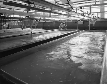 Image: Fred Pullen, Kaponga Cheese Factory