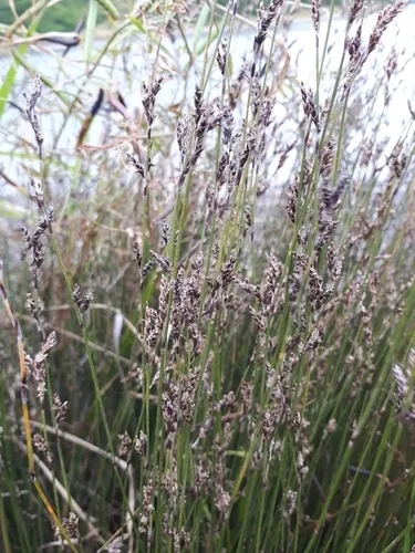 Tussock Swamp Twig Rush