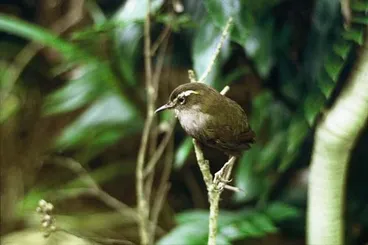 Stead’s bush wren Image: Stead’s bush wren