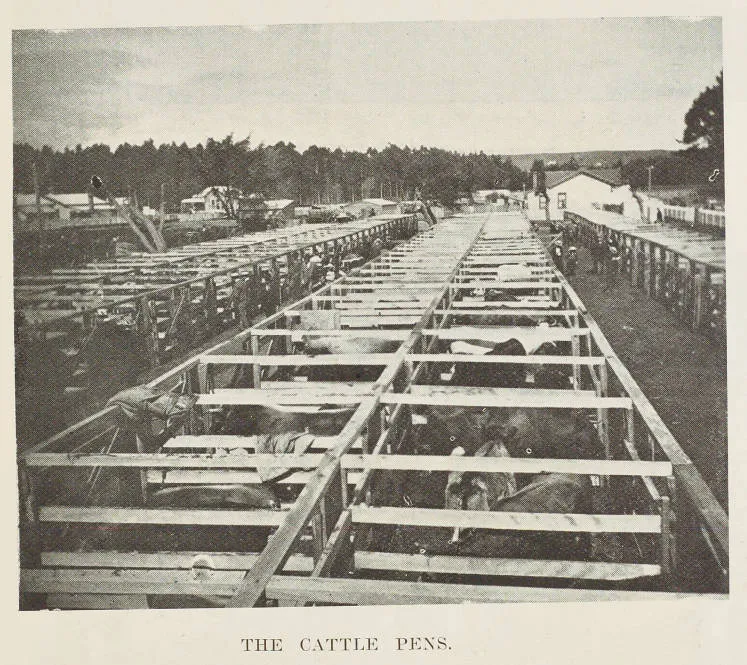 The cattle pens