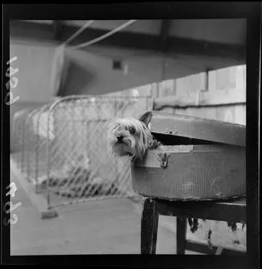 Image: Australian silky terrier poking his head out of a container at the Champ dog show, Wellington